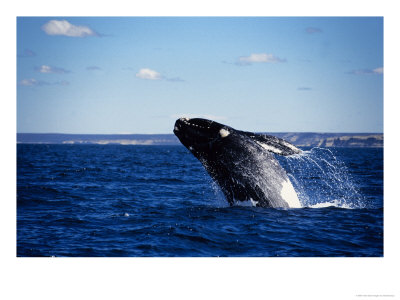 Southern Right Whale, Breaching, Valdes Peninsula by Gerard Soury Pricing Limited Edition Print image