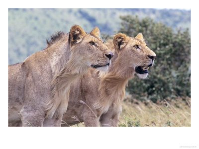 African Lions, Pointing, Kenya by Mike Hill Pricing Limited Edition Print image