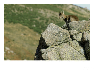 Spanish Ibex On Rock, Spain by Patricio Robles Gil Pricing Limited Edition Print image