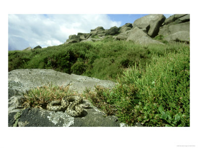 Adder, Vipera Berus On Rock Showing Habitat Uk by Mark Hamblin Pricing Limited Edition Print image