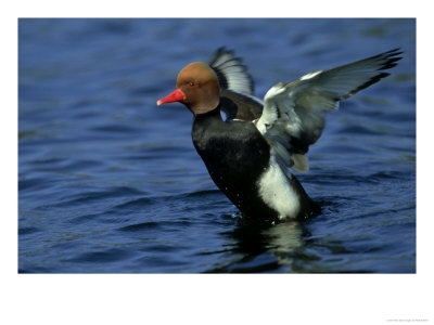 Red-Crested Pochard, Netta Rufina Drake Flapping Wings by Mark Hamblin Pricing Limited Edition Print image