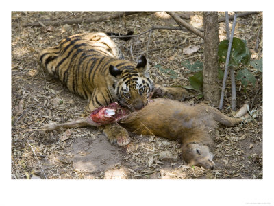 Bengal Tiger, Young Male Tiger Eating Rear End Of Sambar Deer Kill, Madhya Pradesh, India by Elliott Neep Pricing Limited Edition Print image