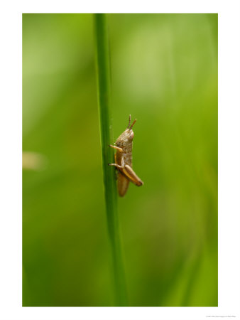 Meadow Grasshopper, Crawling Up Grass Stem, Middlesex, Uk by Elliott Neep Pricing Limited Edition Print image