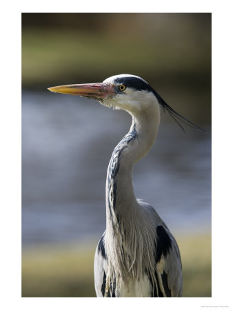Grey Heron, Head And Chest Portrait Showing Head Plumes, London, Uk by Elliott Neep Pricing Limited Edition Print image
