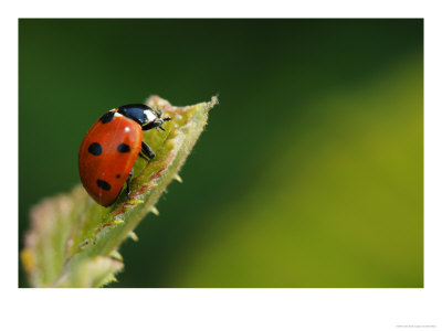 7-Spot Ladybird On Bramble Leaf, Middlesex, Uk by Elliott Neep Pricing Limited Edition Print image