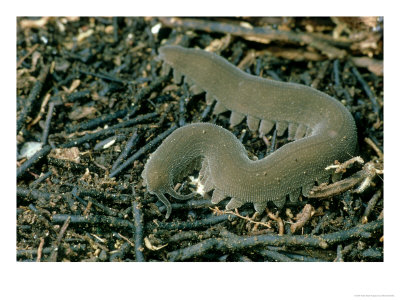 Velvet Worm, Jamaica by Oxford Scientific Pricing Limited Edition Print image