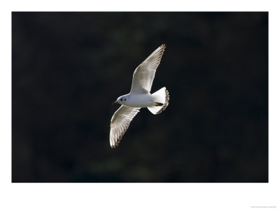 Black-Headed Gull, Backlit, Kenwood Estate, London, Uk by Elliott Neep Pricing Limited Edition Print image