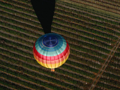 Hot Air Balloon Flying Over Vineyards, Napa Valley, Usa by Lee Foster Pricing Limited Edition Print image