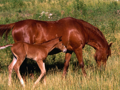 Mare And Colt Graze In Green Grass Of Santa Cruz River Valley, Santa Cruz, New Mexico, Usa by Ralph Lee Hopkins Pricing Limited Edition Print image