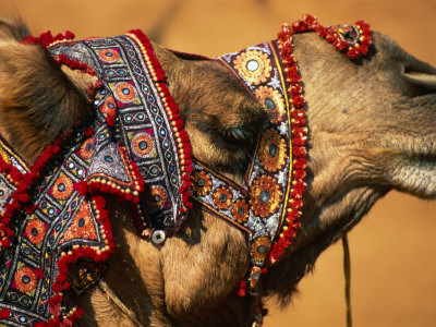 Camel At Pushkar Camel Fair, Pushkar, India by Paul Beinssen Pricing Limited Edition Print image