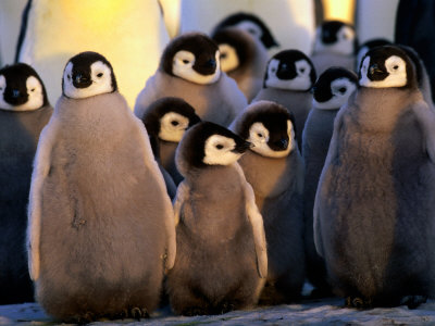 Emperor Penguin (Aptenodytes Forsteri) Chicks At Dawson-Lambton Glacier, Weddell Sea, Antarctica by David Tipling Pricing Limited Edition Print image