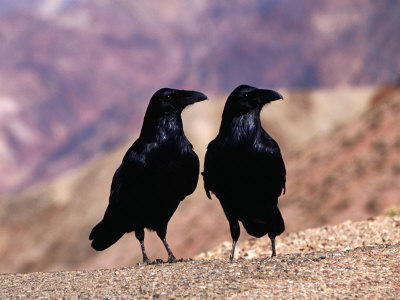 Two Ravens At Dantes View, Death Valley National Park, Usa by Richard Nebesky Pricing Limited Edition Print image