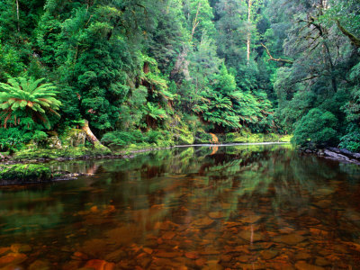 Rapid River In Rainforest Tarkine, Tasmania, Australia by Rob Blakers Pricing Limited Edition Print image