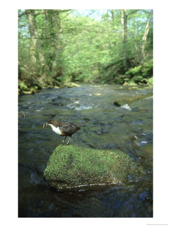 Dipper, Cinclus Cinclus Perched On Rock Showing Habitat, South Yorks by Mark Hamblin Pricing Limited Edition Print image