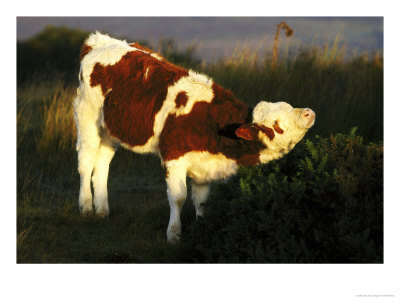Calf (Simmental Cross) by Mark Hamblin Pricing Limited Edition Print image