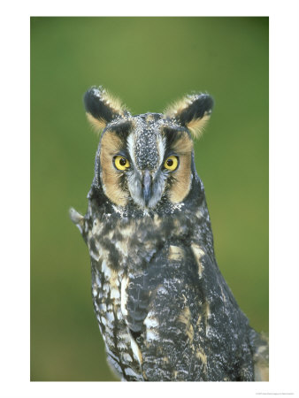 Long-Eared Owl, Asio Otus, Close-Up Portrait, Usa by Mark Hamblin Pricing Limited Edition Print image
