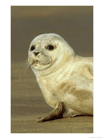 Common Seal, Close-Up Portrait Of Pup, Uk by Mark Hamblin Pricing Limited Edition Print image