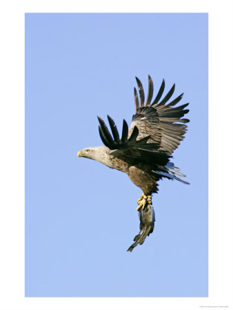 White-Tailed Eagle, Adult Carrying Fish, Norway by Mark Hamblin Pricing Limited Edition Print image