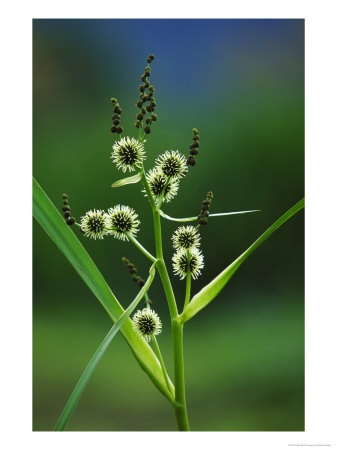 Branched Bur-Reed by Mark Hamblin Pricing Limited Edition Print image