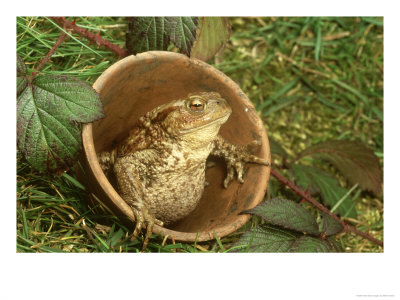 Common Toad, Sitting In Clay Flower Pot, Sheffield by Mark Hamblin Pricing Limited Edition Print image