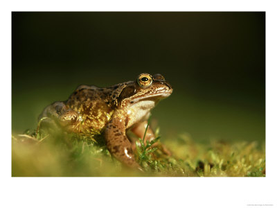 Common Frog, Adult On Moss, Scotland by Mark Hamblin Pricing Limited Edition Print image