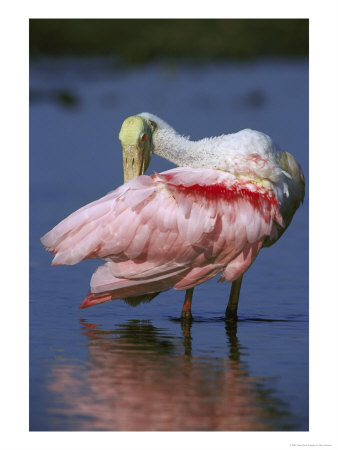 Roseate Spoonbill Preening Feathers With Billflorida by Brian Kenney Pricing Limited Edition Print image