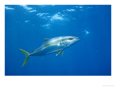 California Yellowtail, Open Sea, California, Usa by Richard Herrmann Pricing Limited Edition Print image