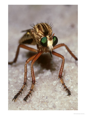 Green Eyed Robber Fly On Sand, Usa by Brian Kenney Pricing Limited Edition Print image