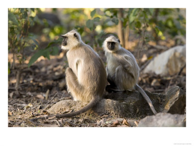 Grey Langur, Pair Sitting On A Rock, Madhya Pradesh, India by Elliott Neep Pricing Limited Edition Print image