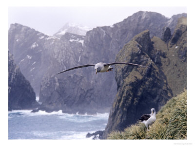 Grey Headed Albatross, Flying, South Georgia Island by Ben Osborne Pricing Limited Edition Print image
