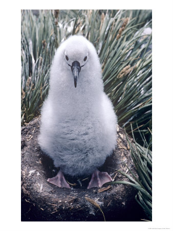 Grey Headed Albatross, Chick One Moth Old, South Georgia by Ben Osborne Pricing Limited Edition Print image