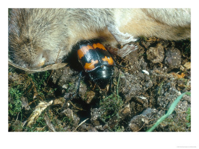 Burying Beetle On Dead Mouse by Oxford Scientific Pricing Limited Edition Print image
