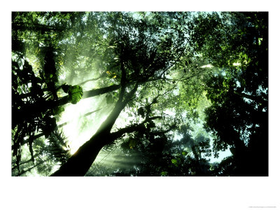 Cloud Forest, Venezuela by Oxford Scientific Pricing Limited Edition Print image