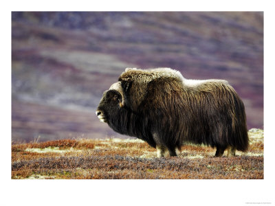 Musk Ox, Adult Female On Tundrain Autumn, Norway by Mark Hamblin Pricing Limited Edition Print image