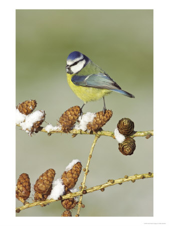 Blue Tit, Adult Perched On Larch Cones In Winter, Scotland, Uk by Mark Hamblin Pricing Limited Edition Print image