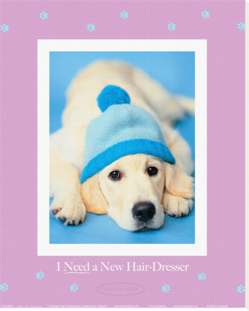 I Need A New Hairdresser by Rachael Hale Pricing Limited Edition Print image