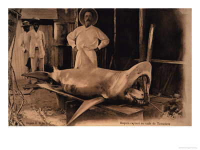Bull Shark, Displayed As Trophy, Madagascar by Gerard Soury Pricing Limited Edition Print image
