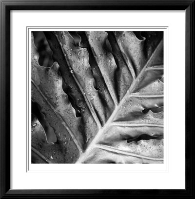 Morning Dew by Michael Joseph Pricing Limited Edition Print image