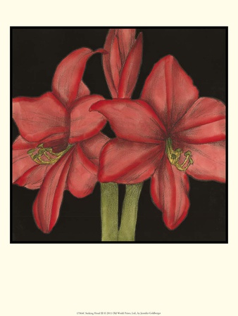 Striking Floral Iii by Jennifer Goldberger Pricing Limited Edition Print image