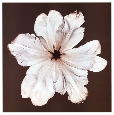 Ruffled Tulip by Steven N. Meyers Pricing Limited Edition Print image