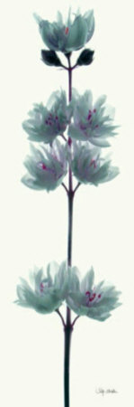 White Flower by Katja Marzahn Pricing Limited Edition Print image