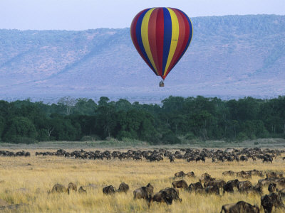 Hot Air Safari Balloon Above Wildebeest Herd, Masai Mara Nr Kenya, Animals On Annual Migration by Anup Shah Pricing Limited Edition Print image