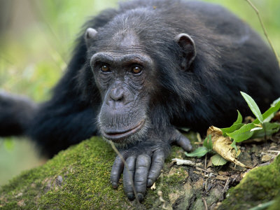 Male Chimpanzee, Gombe National Park, Tanzania, 2002 by Anup Shah Pricing Limited Edition Print image