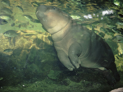 Pygmy Hippopotamus Swimming by Anup Shah Pricing Limited Edition Print image