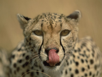 Female Cheetah Licking Nose, Portrait, Masai Mara, Kenya by Anup Shah Pricing Limited Edition Print image