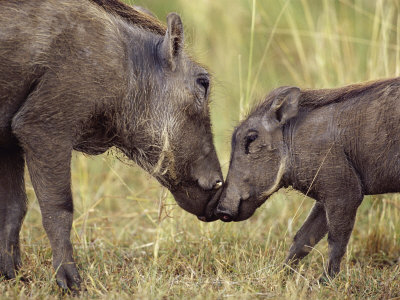 Warthog And Young Sniffing, Masai Mara, Kenya by Anup Shah Pricing Limited Edition Print image