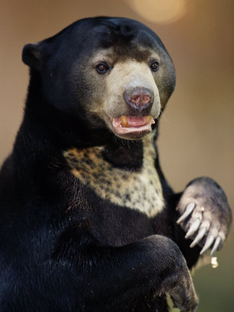 Malayan Sun Bear by Anup Shah Pricing Limited Edition Print image