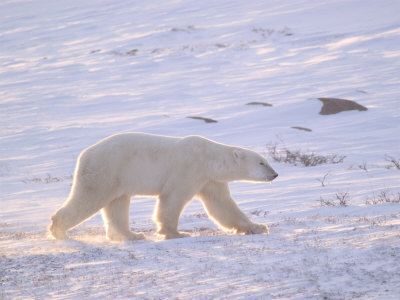 Large Male Polar Bear Walking Across Tundra, Wapusk National Park, Churchill, Manitoba, Canada by Lee Foster Pricing Limited Edition Print image