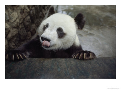 Giant Panda Leans On A Stone Railing, Yuantong Zoo, Kunming, Yunnan Province, China by Jodi Cobb Pricing Limited Edition Print image