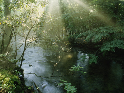 Sunlight Highlights A Small Creek In The Great Smokies, Tennessee by James P. Blair Pricing Limited Edition Print image